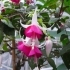 Fuchsia hybrida Joy Patmore